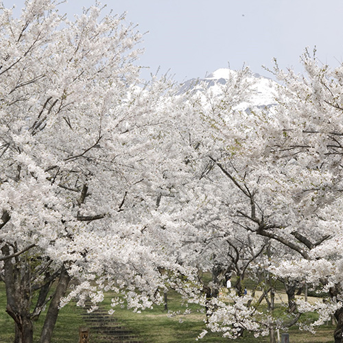 弘前の桜がすごいワケ