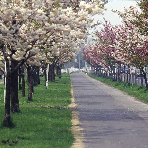 弘前の桜がすごいワケ