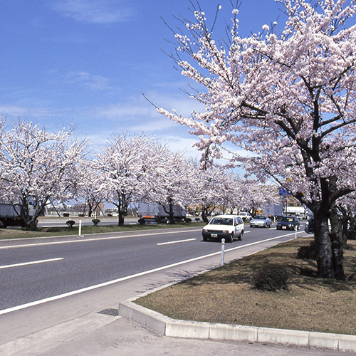 弘前の桜がすごいワケ