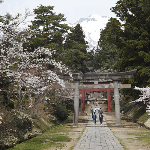 弘前の桜がすごいワケ