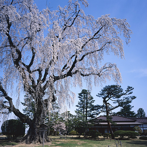 弘前の桜がすごいワケ