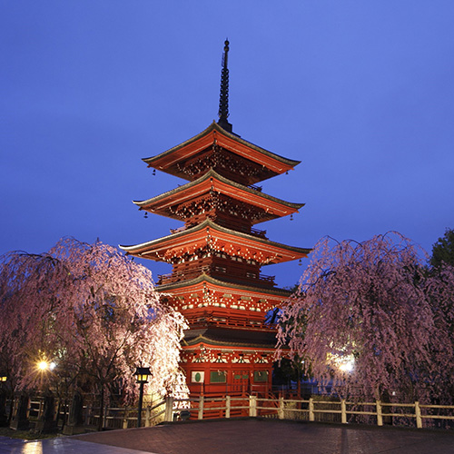 弘前の桜がすごいワケ