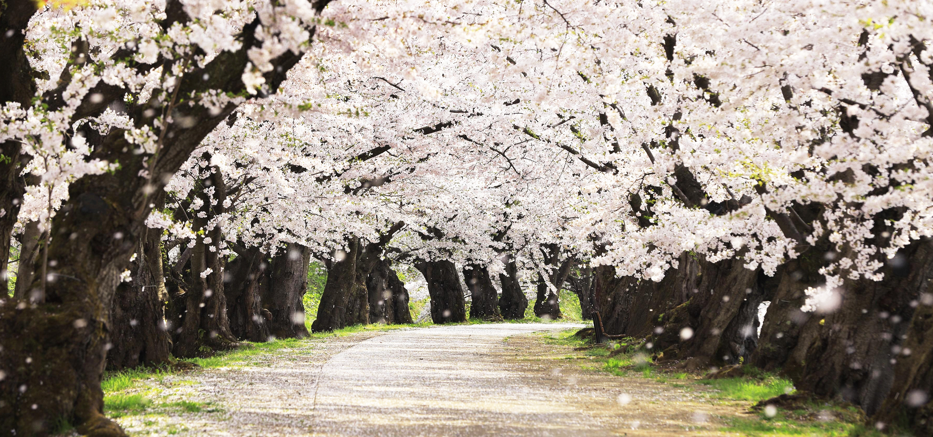 弘前の桜がすごいワケ