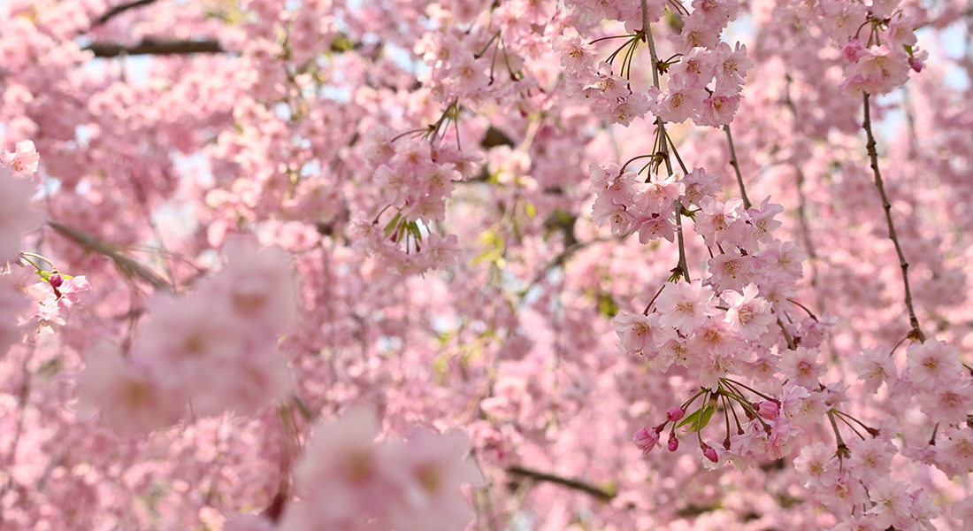 今、あなたに見てほしい弘前公園の桜7選、「弘前七桜」