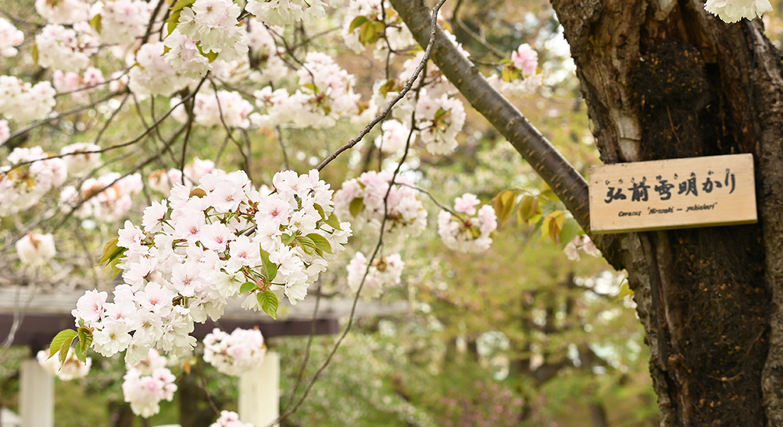 今、あなたに見てほしい弘前公園の桜7選、「弘前七桜」