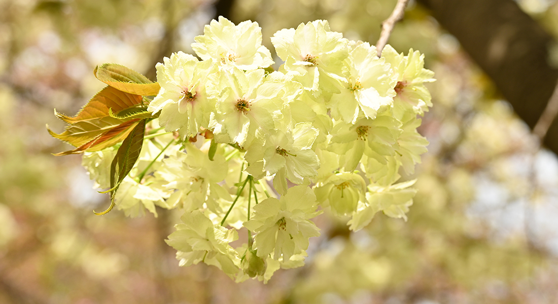 今、あなたに見てほしい弘前公園の桜7選、「弘前七桜」