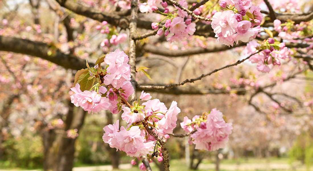 今、あなたに見てほしい弘前公園の桜7選、「弘前七桜」