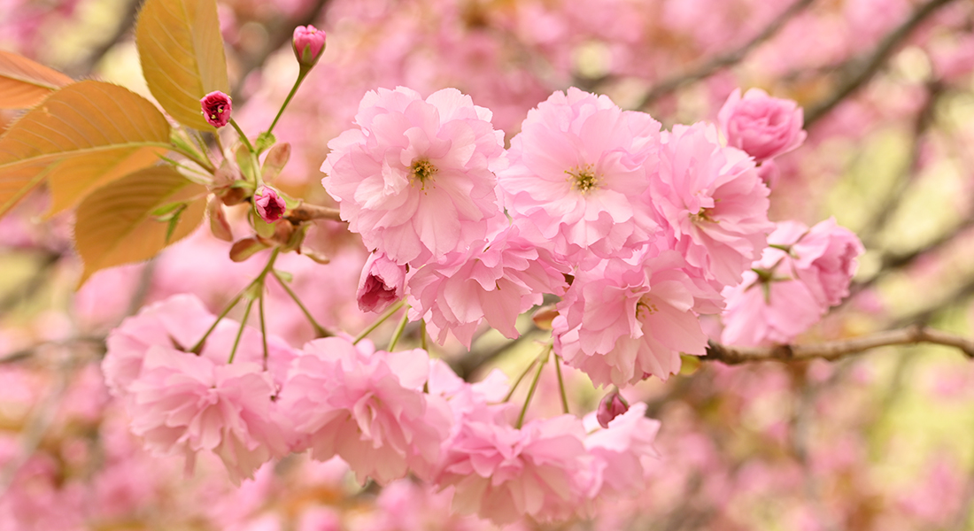 今、あなたに見てほしい弘前公園の桜7選、「弘前七桜」