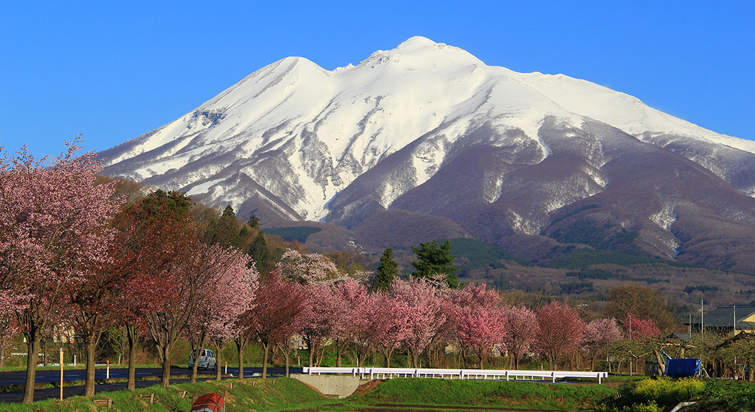 今、あなたに見てほしい弘前公園の桜7選、「弘前七桜」