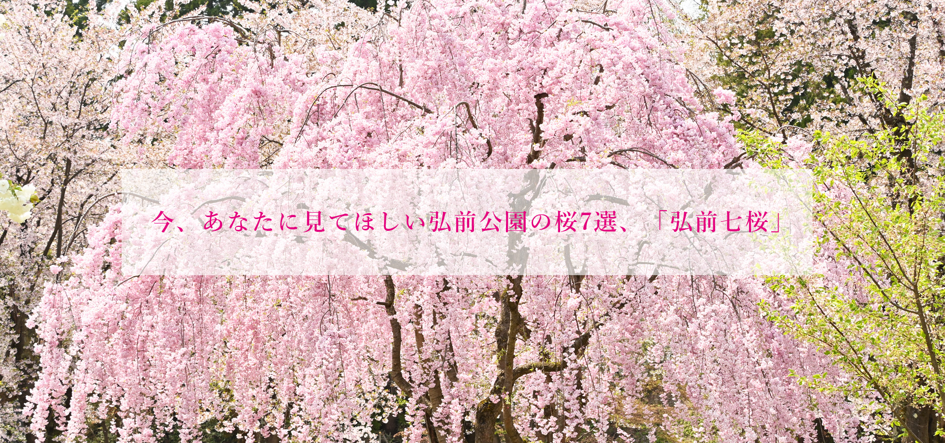 今、あなたに見てほしい弘前公園の桜7選、「弘前七桜」