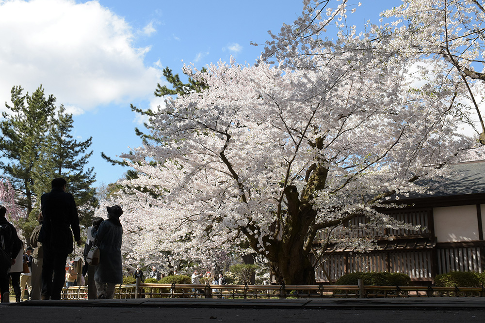 ［景色①］弘前公園最長寿のソメイヨシノ