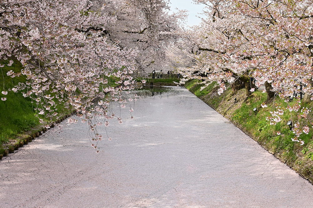 ［景色⑤］花筏