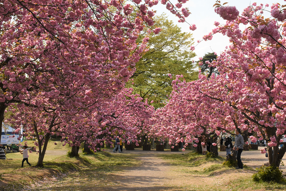 ［景色⑦］関山のトンネル