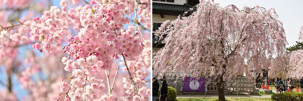 ［桜①］八重紅枝垂（ヤエベニシダレ）