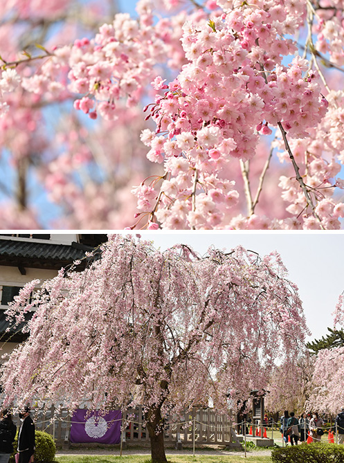 ［桜①］八重紅枝垂（ヤエベニシダレ）