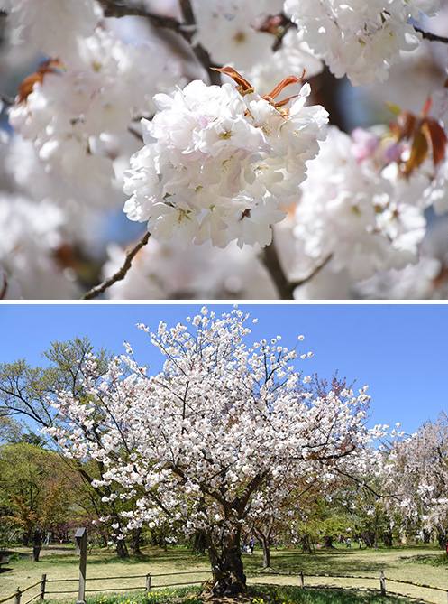 ［桜②］弘前雪明かり（ヒロサキユキアカリ）