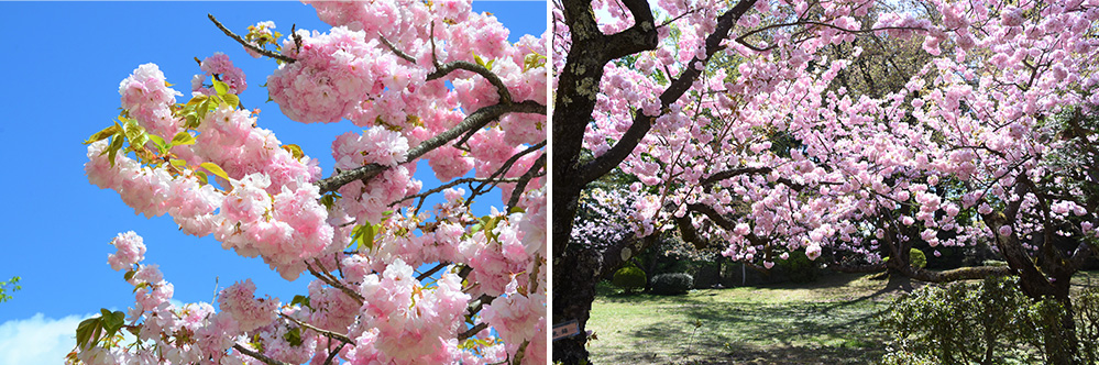 ［桜③］東錦（アズマニシキ）