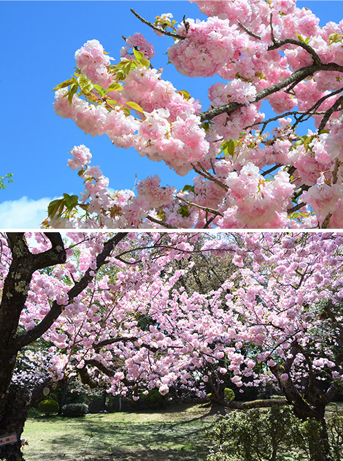 ［桜③］東錦（アズマニシキ）