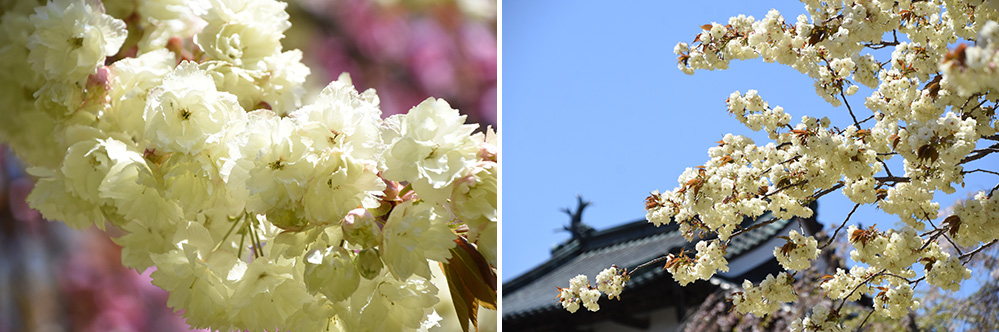 ［桜④］鬱金（ウコン）