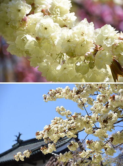 ［桜④］鬱金（ウコン）