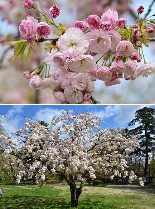 ［桜⑤］松月（ショウゲツ）