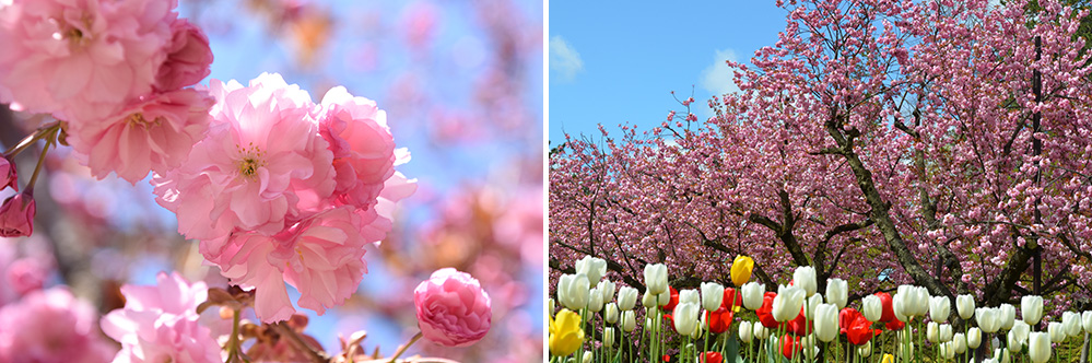 ［桜⑥］関山（カンザン）