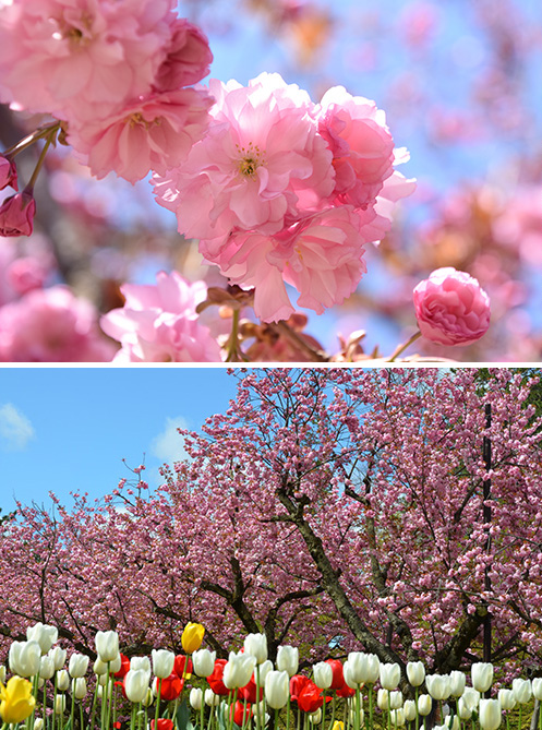 ［桜⑥］関山（カンザン）