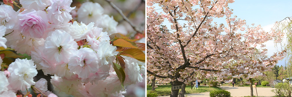 ［桜⑦］普賢象（フゲンゾウ）