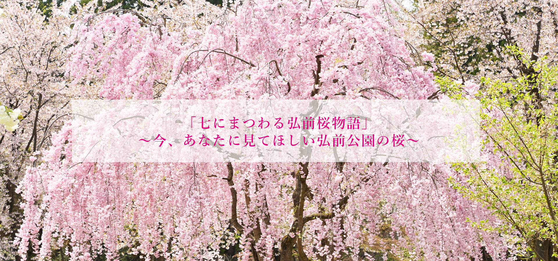 「七にまつわる弘前桜物語」~今、あなたに見てほしい弘前公園の桜~