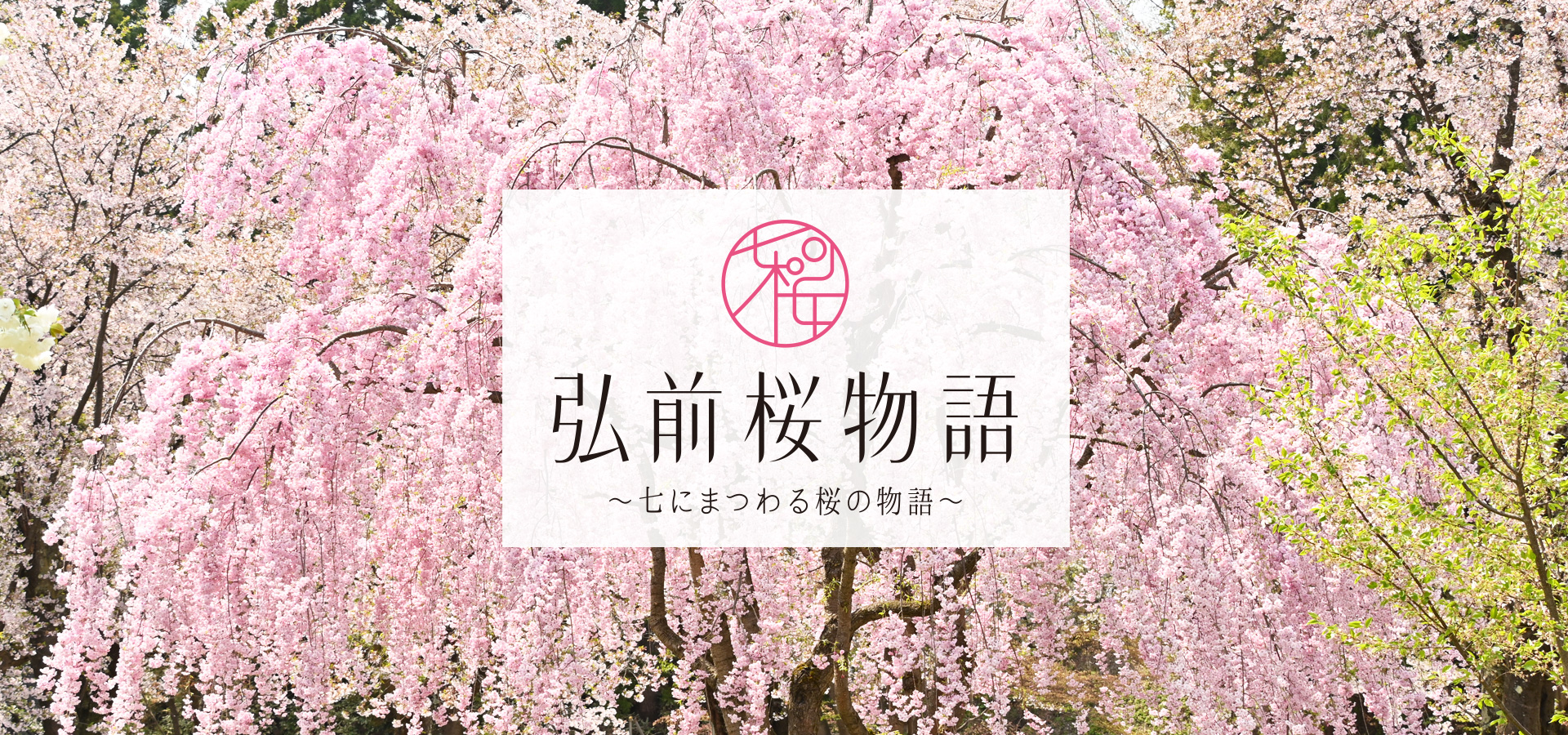 弘前桜物語 ～七にまつわる桜の物語～