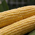 Dake-Kimi Corn (Late August- Middle October ONLY) 