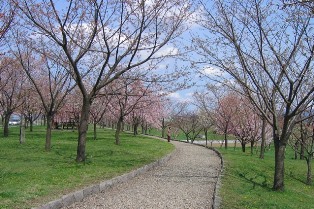 桜づつみ公園