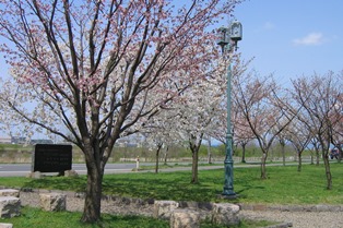 桜づつみ公園