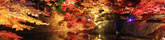Autumn Foliage Light up