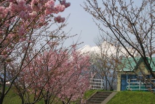 桜づつみ公園