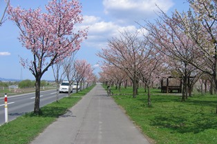 桜づつみ公園