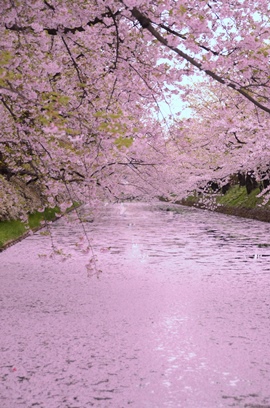 弘前公園桜開花情報 公益社団法人 弘前観光コンベンション協会