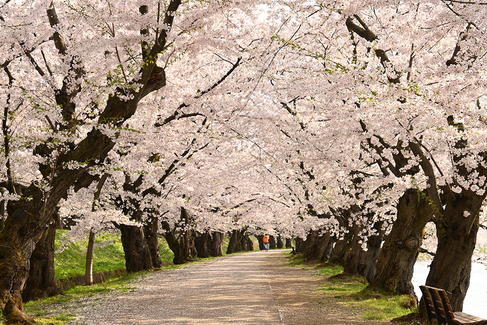 ［景色④］桜のトンネル